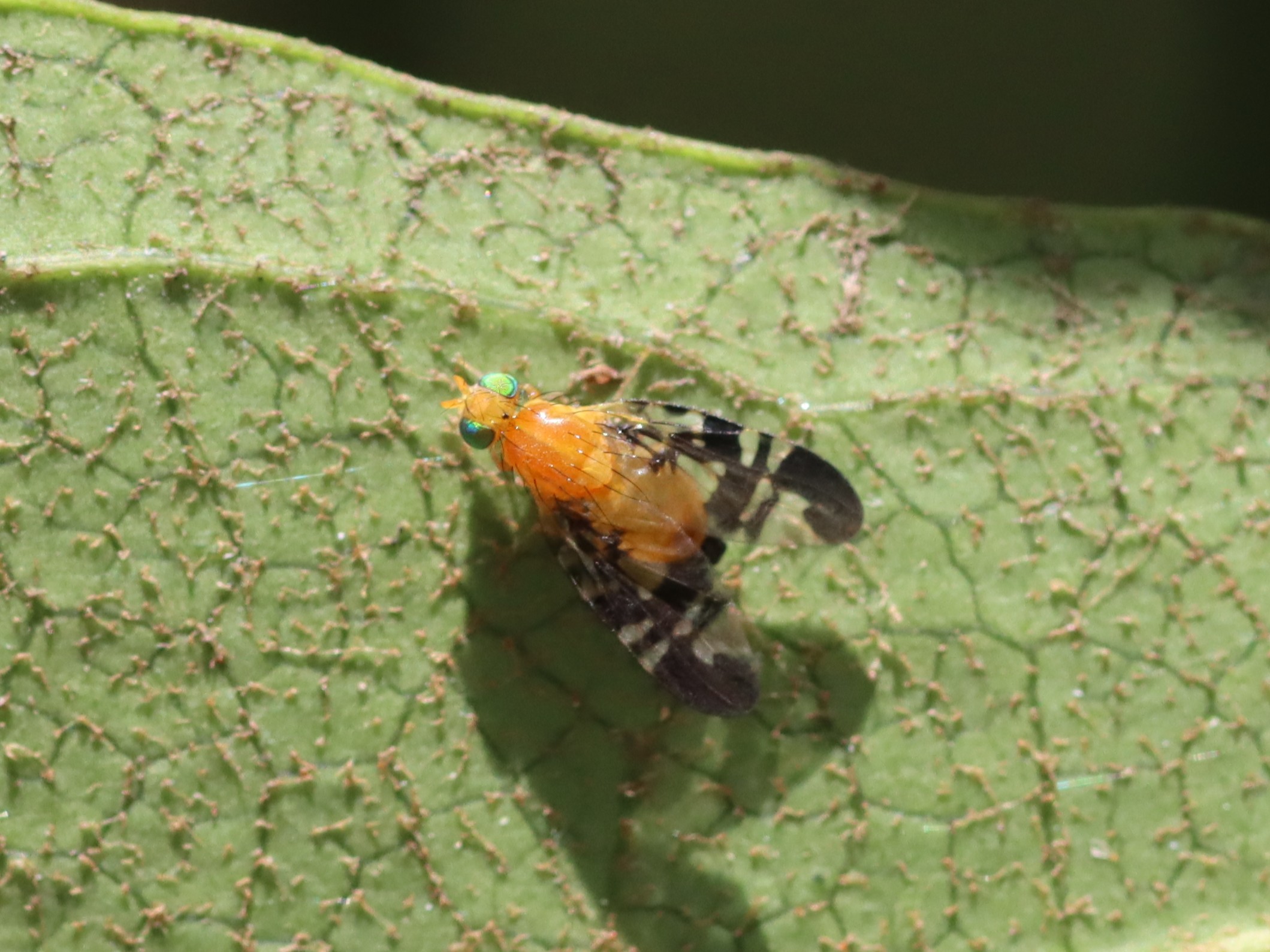 Acidiella yasumatsui